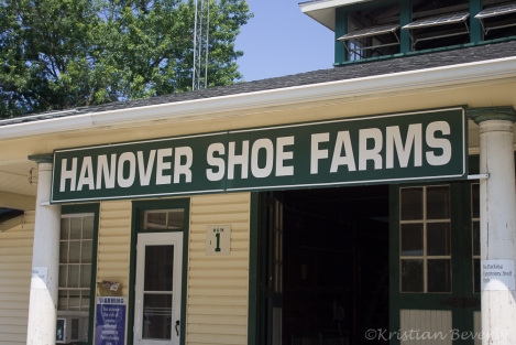 Hanover Shoe Farms - 01